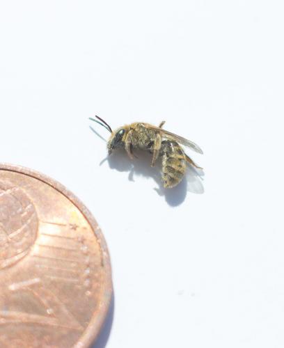Seladonia tumulorum