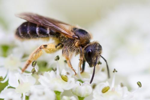 Halictus sp.