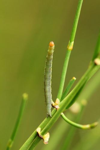 Ypsolopha sp.