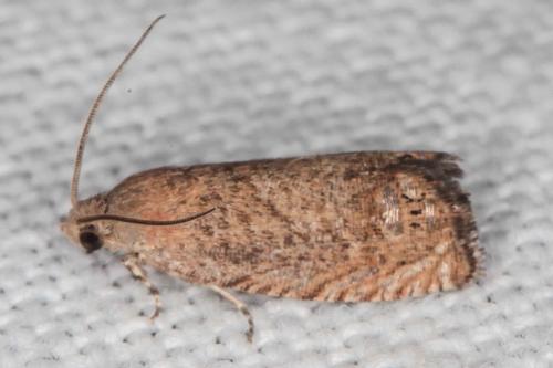 Cydia molybdana