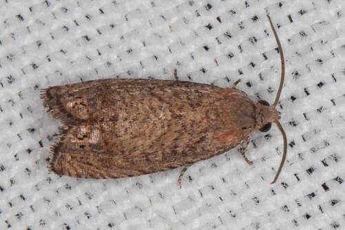 Cydia molybdana