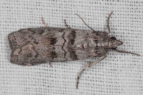 Réf. 214 108 : Dioryctria pineae