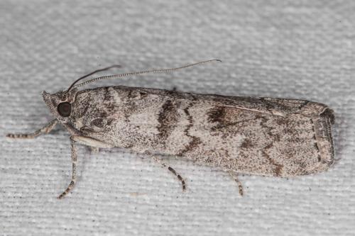 Dioryctria pineae