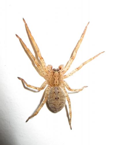Zoropsis spinimana