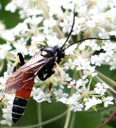 Réf. 214 120 : Ctenichneumon panzeri