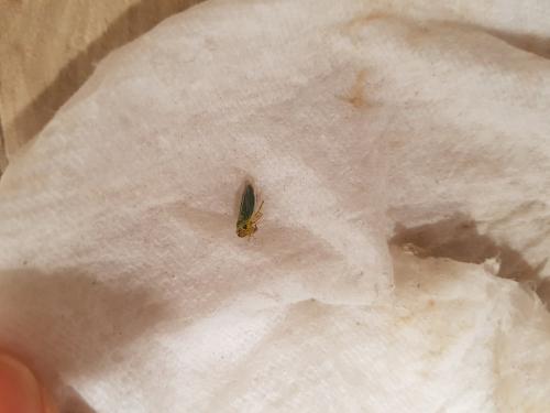 Cicadella viridis