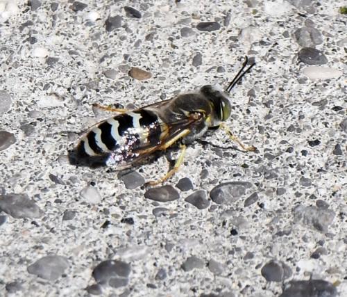 Réf. 214 648 : Bembix oculata
