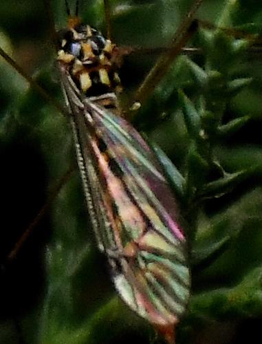 Nephrotoma sp.