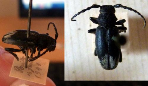 Iberodorcadion fuliginator
