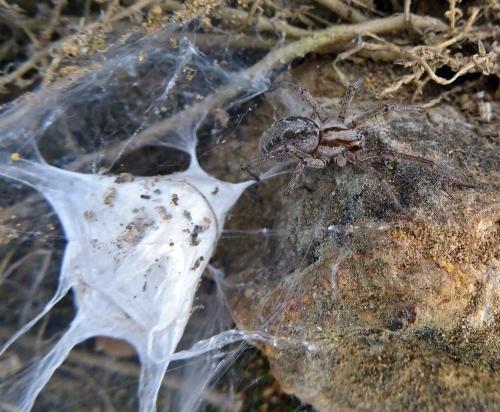Agelena labyrinthica