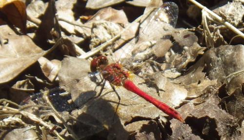 Sympetrum sanguineum