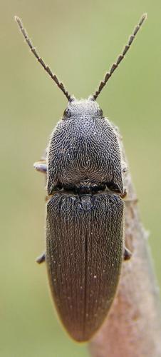 Melanotus tenebrosus