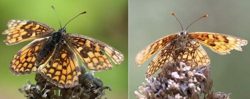 Melitaea athalia celadussa
