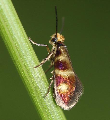Réf. 214 540 : Micropterix aglaella