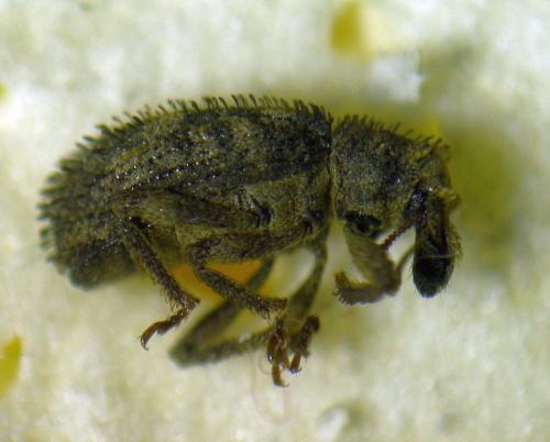 Dichotrachelus sp.