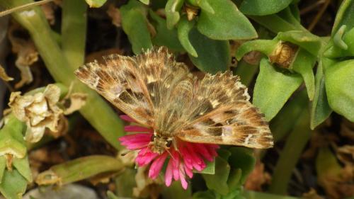 Réf. 214 449 : Carcharodus alceae