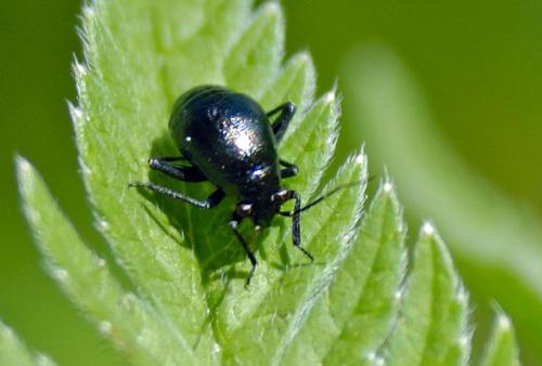 Euryopicoris nitidus
