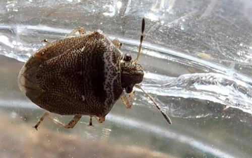 Réf. 214 336 : Eysarcoris ventralis