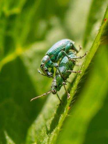 Réf. 214 228 : Phyllobius pomaceus