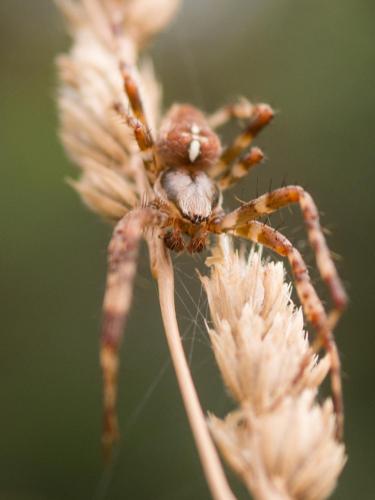 Araneus diadematus