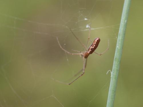 Tetragnatha sp.