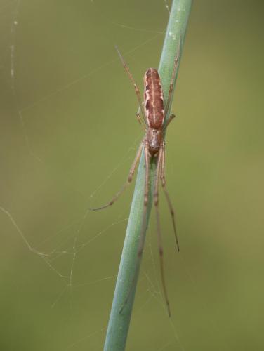 Réf. 214 429 : Tetragnatha sp.