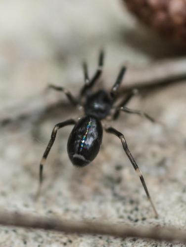 Liophrurillus flavitarsis