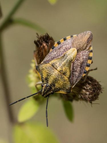 Réf. 214 869 : Carpocoris pudicus