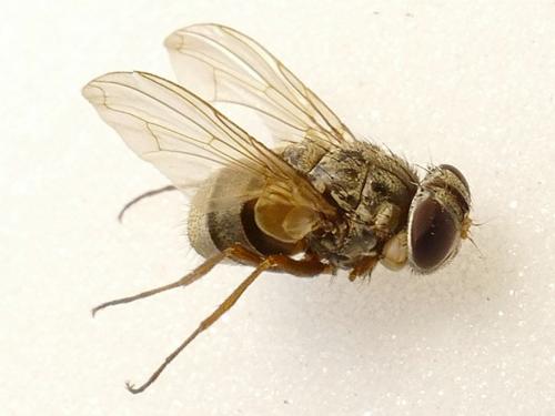 Therobia leonidei