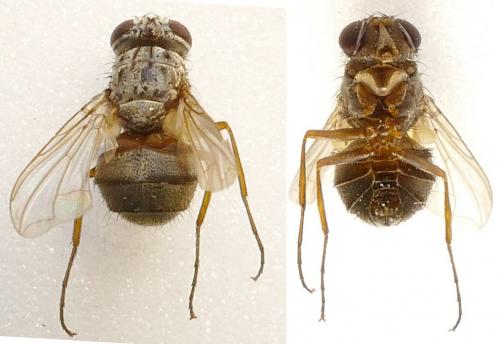 Therobia leonidei