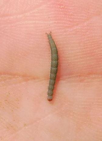 Ypsolopha sp.