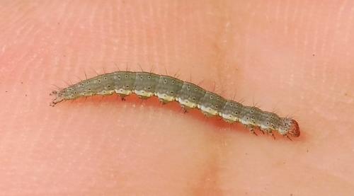 Ypsolopha sp.