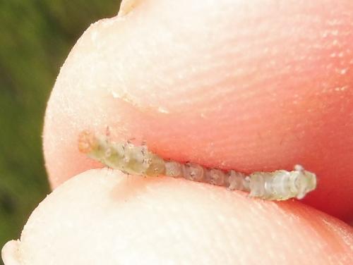 Ypsolopha sp.