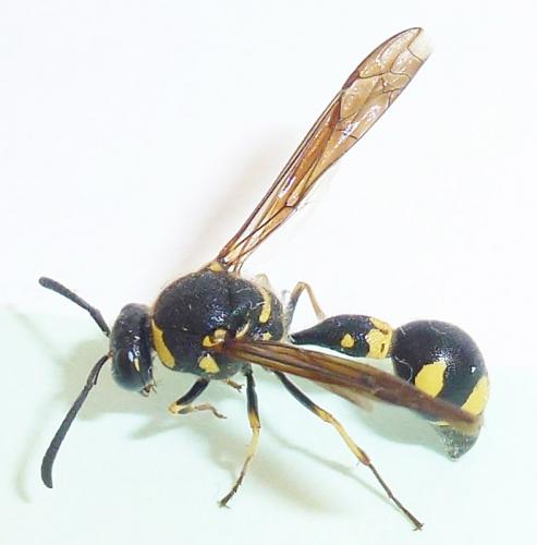Réf. 214 639 : Eumenes coronatus