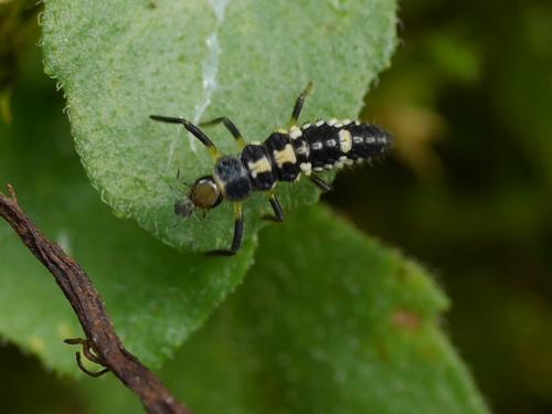 Réf. 214 550 : Propylea quatuordecimpunctata
