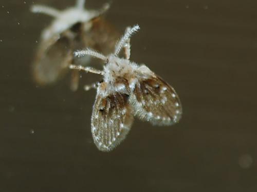 Clogmia albipunctata