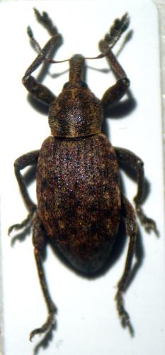 Donus ovalis