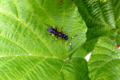 Réf. 214 894 : Cratichneumon sp.