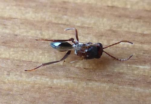 Callaspidia sp.