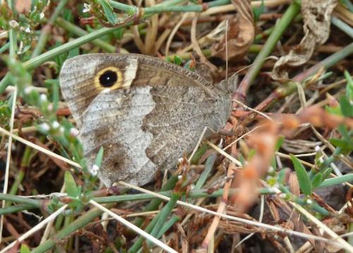 Réf. 214 561 : Hipparchia statilinus