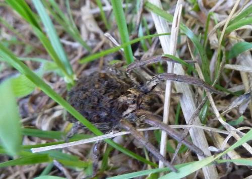 Hogna radiata