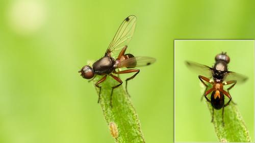 Sepsis sp.