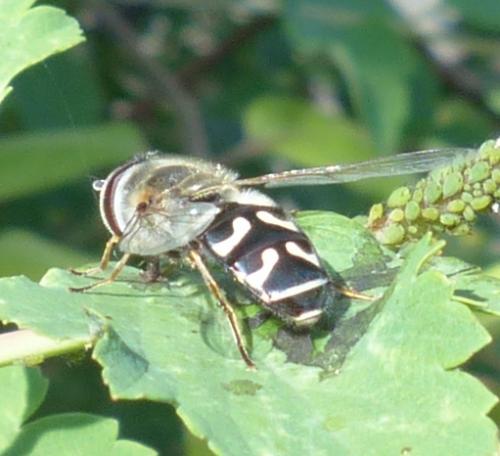 Réf. 214 693 : Scaeva pyrastri