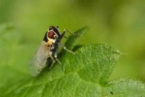 Hyalesthes obsoletus