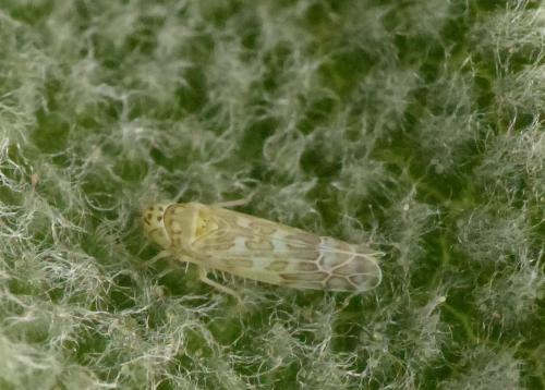 Réf. 214 909 : Eupteryx decemnotata