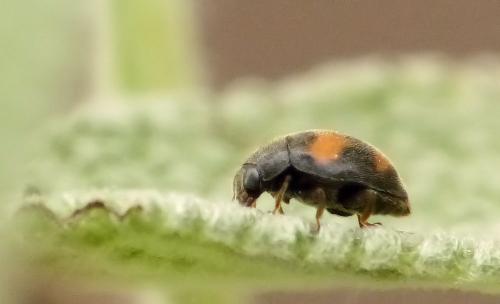 Nephus quadrimaculatus