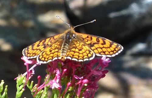 Melitaea deione
