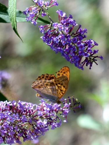 Argynnis paphia