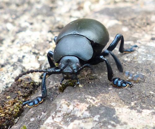 Timarcha tenebricosa