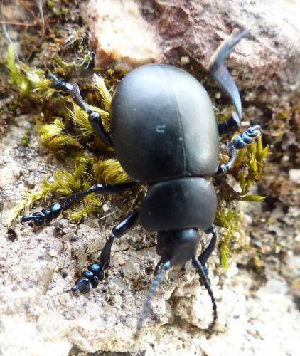 Timarcha tenebricosa